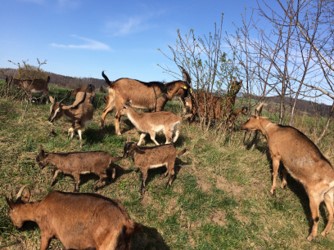 Ziegen des Mathildenhof auf der Weide