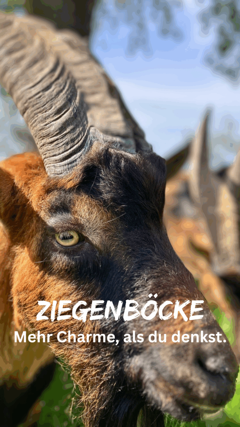 Ziegenboecke - 1